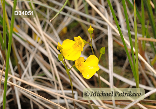 Flat-leaved Bladderwort (Utricularia intermedia)